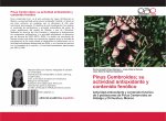 Pinus Cembroides; su actividad antioxidante y contenido fenólico