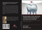 Morphologie du tiers apical des molaires permanentes par la technique de la clairi?re
