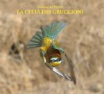 città dei gruccioni
