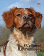 Epagneul Breton