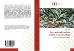 Corymbia citriodora acclimatée au Congo