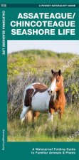 ASSATEAGUE CHINCOTEAGUE SEASHORE LIFE