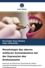 Morphologie des oberen mittleren Schneidezahns bei der Expression des Drehmoments