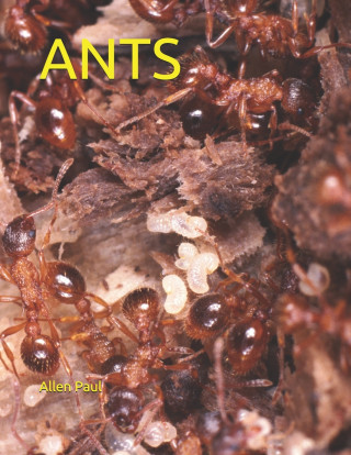 Ants