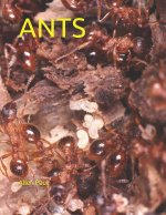 Ants