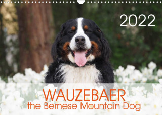 WAUZEBAER the Bernese Mountain Dog (Wall Calendar 2022 DIN A3 Landscape)