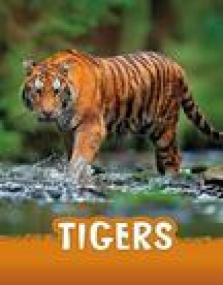 Tigers