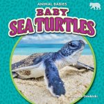 Baby Sea Turtles
