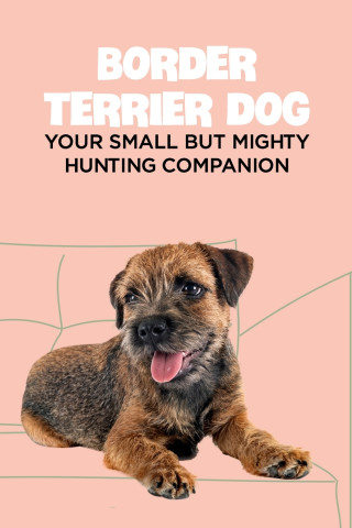 Border Terrier Dog