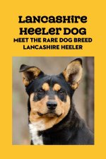 Lancashire Heeler Dog