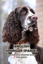 English Springer Spaniel