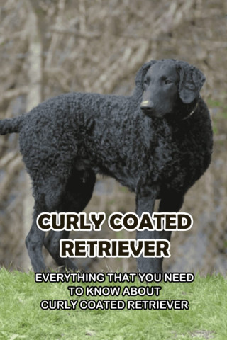 Curly Coated Retriever