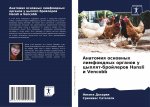 Анатомия основных лимфо&