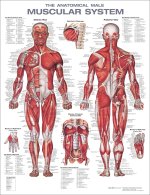 Muscular System Anatomical Chart Laminated