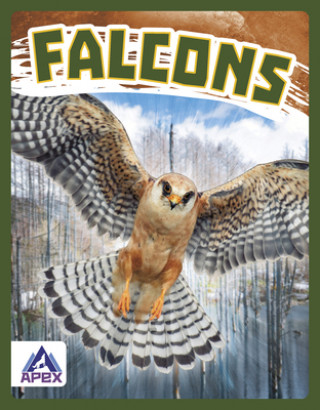 Birds of Prey: Falcons