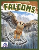 Birds of Prey: Falcons