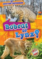 Bobcat or Lynx?