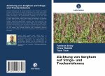 Züchtung von Sorghum auf Striga- und Trockentoleranz
