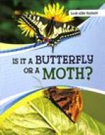 Is It a Butterfly or a Moth?