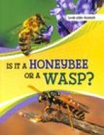 Is It a Honeybee or a Wasp?