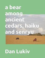 bear among ancient cedars, haiku and senryu