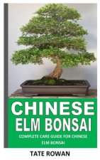 Chinese ELM Bonsai