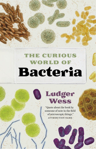 Bacteria