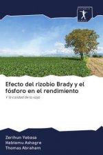 Efecto del rizobio Brady y el fósforo en el rendimiento