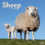 Sheep 2023 Wall Calendar