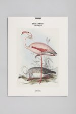Tirage BnF - Flamant rose