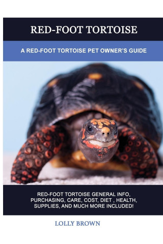 RED-FOOT TORTOISE: A RED-FOOT TORTOISE P