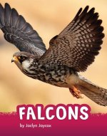 Falcons