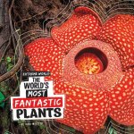 The World's Most Fantastic Plants
