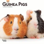Guinea Pigs 2023 Mini 7x7 Calendar