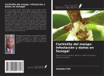 Cochinilla del mango: infestación y da?os en Senegal