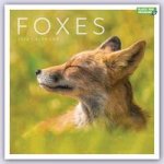 Foxes Square Wall Calendar 2023