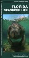 Florida Seashore Life: A Waterproof Folding Guide to Familiar Animals & Plants