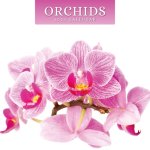 ORCHIDS 2023 SQUARE WALL CALENDAR