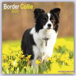 Border Collie 2023 Wall Calendar
