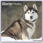 Siberian Husky 2023 Wall Calendar