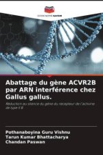 Abattage du g?ne ACVR2B par ARN interférence chez Gallus gallus.