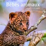 Bébés animaux - Calendrier 2023
