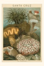 Vintage Journal Sea Anemones, Santa Cruz, California