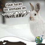 Qué Hacen Los Animales En Invierno?: What Do Critters Do in the Winter?