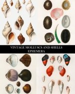 Vintage Molluscs and Shell Ephemera