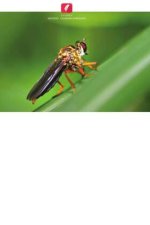 Gestão do habitat para conservar os inimigos naturais das pragas das culturas