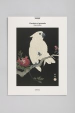 Tirage - Cacatoès et grenade