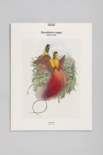Tirage - Paradisiers rouges