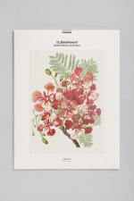 Tirage - Flamboyant