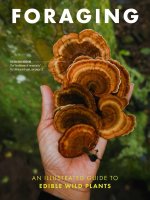 Foraging: An Illustrated Guide to Edible Wild Plants